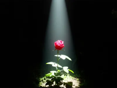 Illustration illustrates