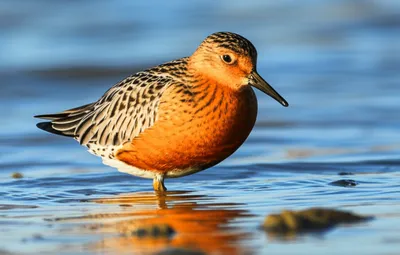 Illustration knot - Image 1