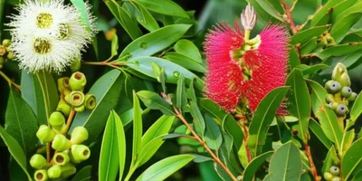 Illustration myrtaceous