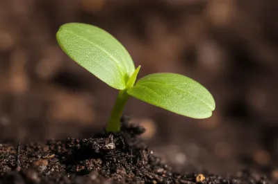 Illustration cotyledons - Image 1