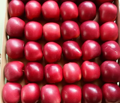 Illustration homogenous