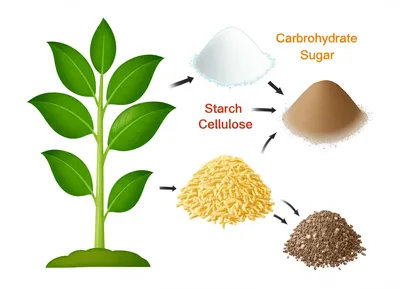 Hình ảnh minh họa carbohydrate