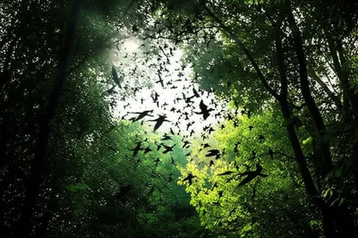 Illustration trap - Image 1