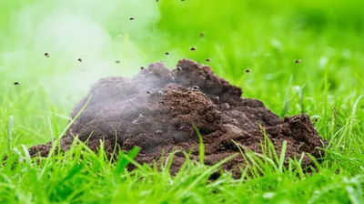 Illustration dung - Image 1