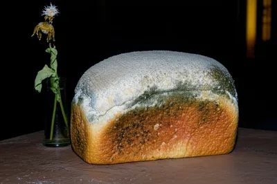 Illustration stales - Image 1