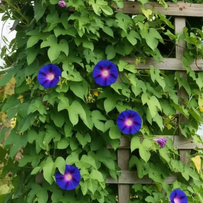 Illustration twine - Image 1