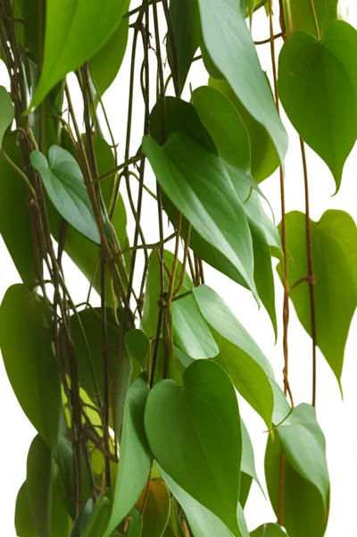 Illustration yam - Image 1