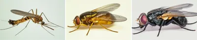Illustration flies - Image 1