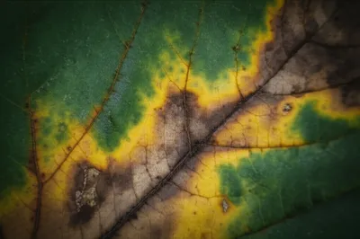 Illustration mottling - Image 1