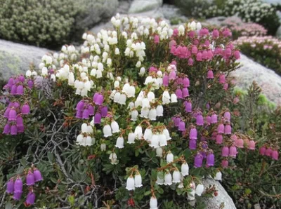 Illustration heather - Image 1