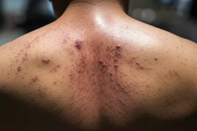 Illustration canes - Image 1