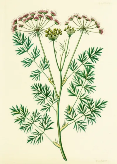 Illustration cumin - Image 1