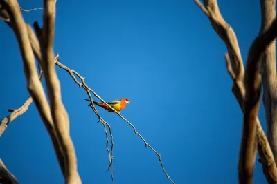 Illustration rosella - Image 2