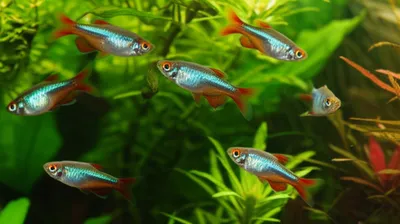 Illustration sunfishes