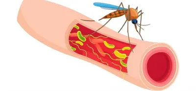Illustration trypanosome