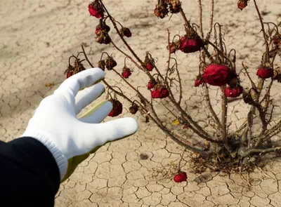 Illustration incorrigible - Image 1