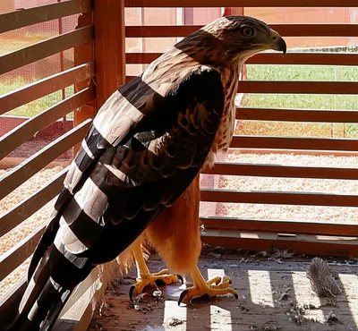 Illustration mew - Image 1