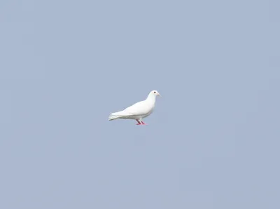 Illustration purely - Image 1