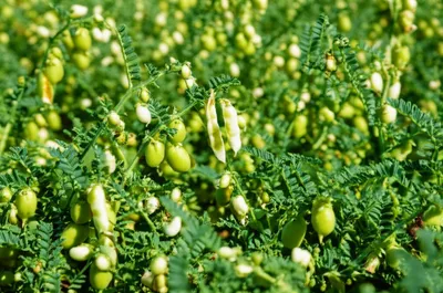 Illustration g - Image 1