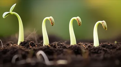 Illustration graceful - Image 1