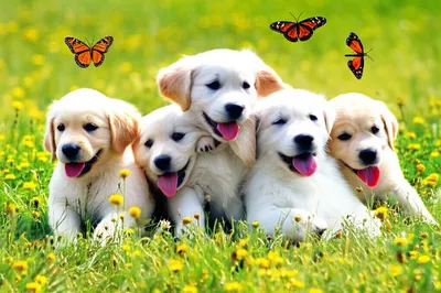 Illustration boisterous - Image 1