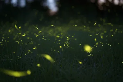 Illustration twinkle - Image 1