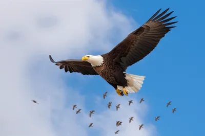 Illustration superordinate - Image 1