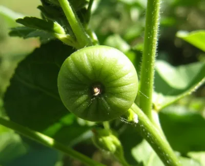 Illustration cheeses - Image 1