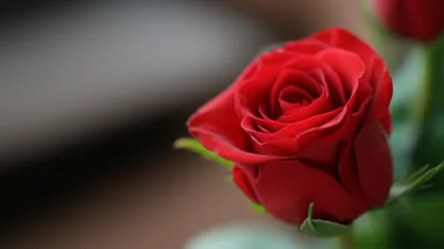 Illustration focalise