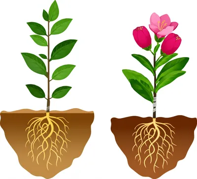 Illustration grafting - Image 1