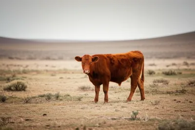 Illustration mavericks - Image 1