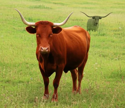 Illustration shorthorn - Image 1