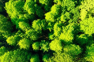 Illustration verdure