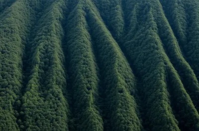 Illustration combs - Image 1