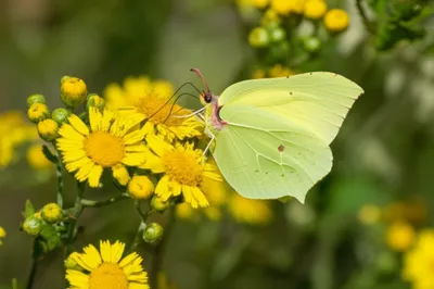 Illustration brimstone - Image 1