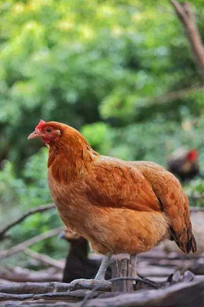 Illustration chicken-shit - Image 2