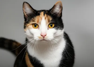 Illustration calico - Image 1