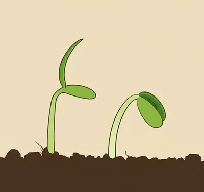 Illustration monocotyledons