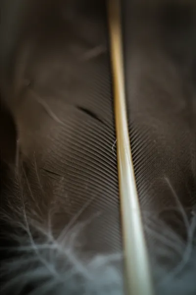 Illustration vane - Image 1