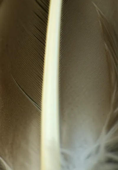 Illustration rachis - Image 1