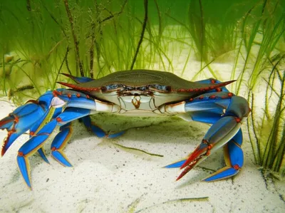 Illustration sooks - Image 1