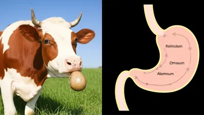 Illustration ruminant