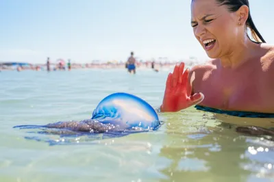 Illustration nettles - Image 1