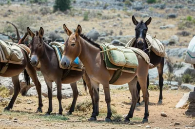 Illustration asses - Image 1