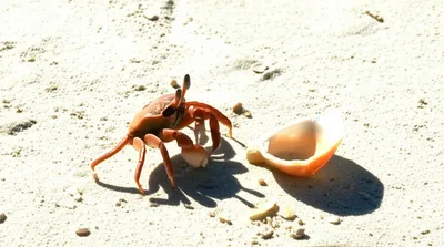 Illustration sidle - Image 1