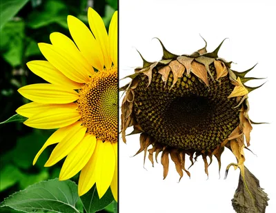 Illustration contradictory - Image 1