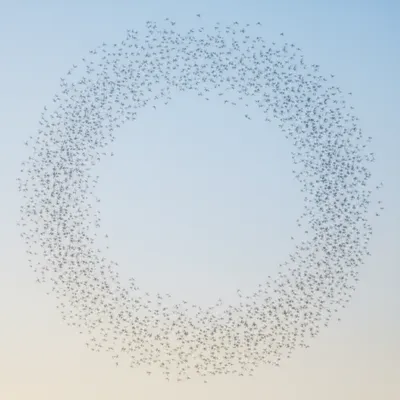 Illustration circulars - Image 1