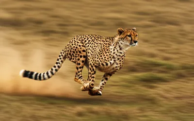 Illustration whipping - Image 1