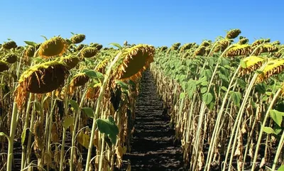 Illustration blasts - Image 1