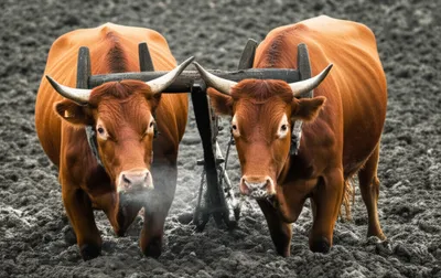 Illustration embossing - Image 1